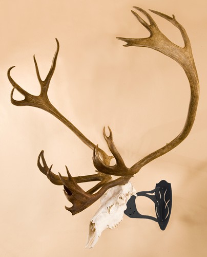 bhassyblk_mounted.jpg