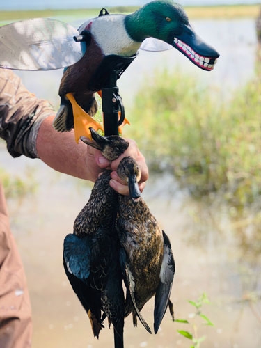 hw2490_ducks