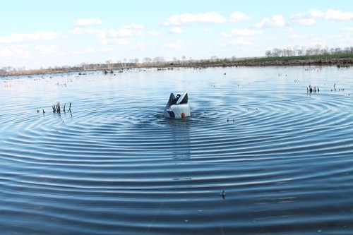 hw2459_in-water.jpg